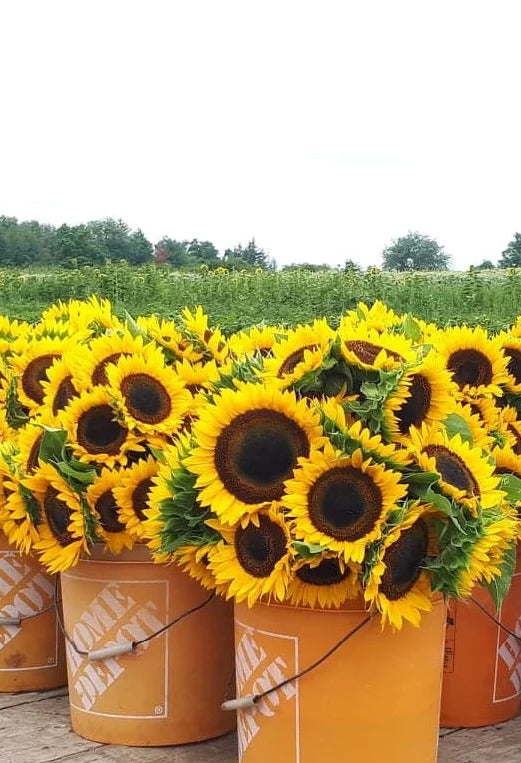 Andrews Acres Farm & Market - Kitchener