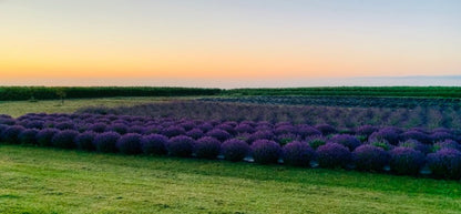 Lavender Works Co. Lavender Farm