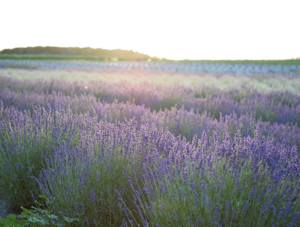 Lavender Works Co. Lavender Farm